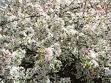 18 Nancy's Garden [2009 May 10]